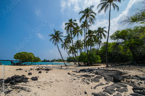 Makalawena Beach Palms, Hawaii photo