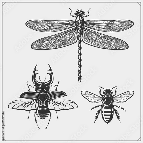 Dragonfly, bee and beetle. Vector illustration.