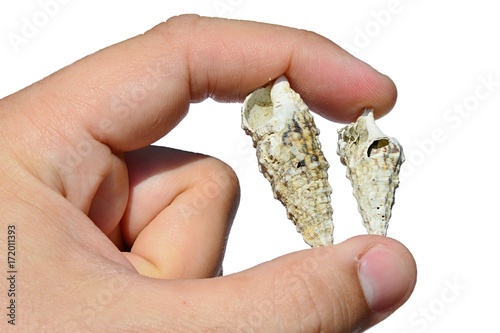 Two gastropod snail seashells held between adult man left index finger and thumb on white background photo