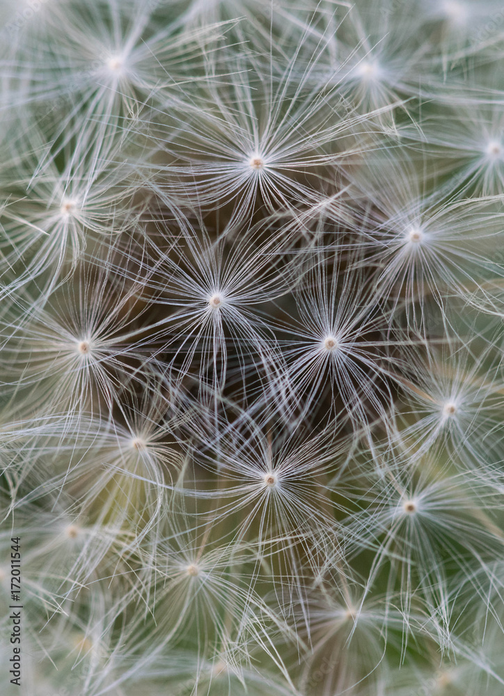 dandelion close-up. Dandelion in the center of the picture, beautiful relaxing background. dandelion close-up. Dandelion in the center of the picture, beautiful relaxing background.