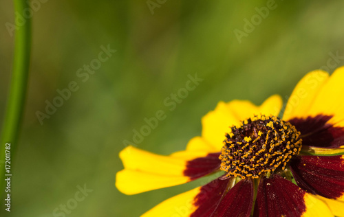 closeup of a colourful flower photo