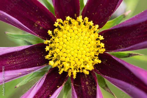 closeup of a colourful flower photo