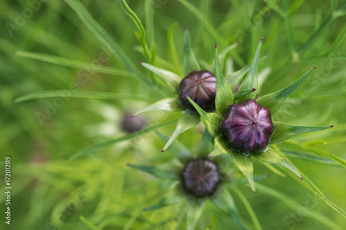 closeup of a colourful flower photo