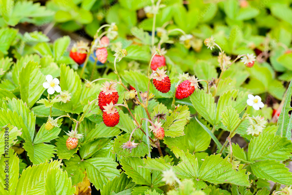 Young fresh red strawberries weigh on the branches Young fresh red strawberries weigh on the branches