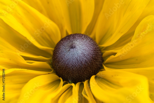 closeup of a colourful flower photo