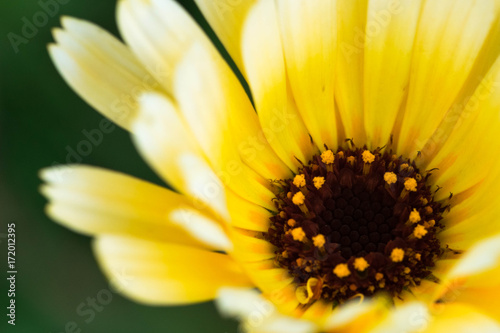 closeup of a colourful flower photo