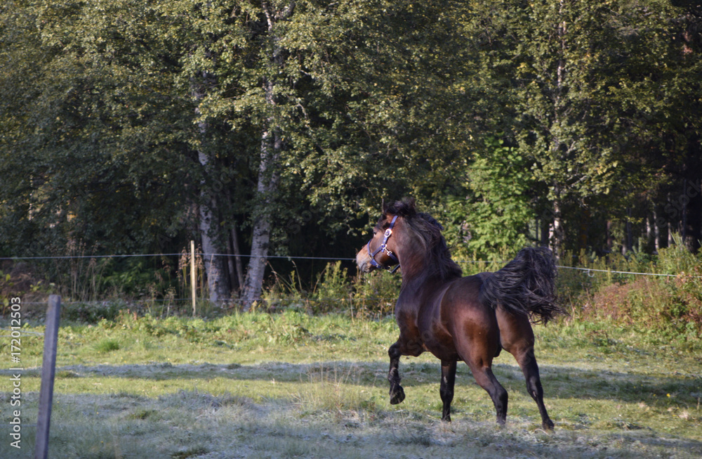 Playful stallion 