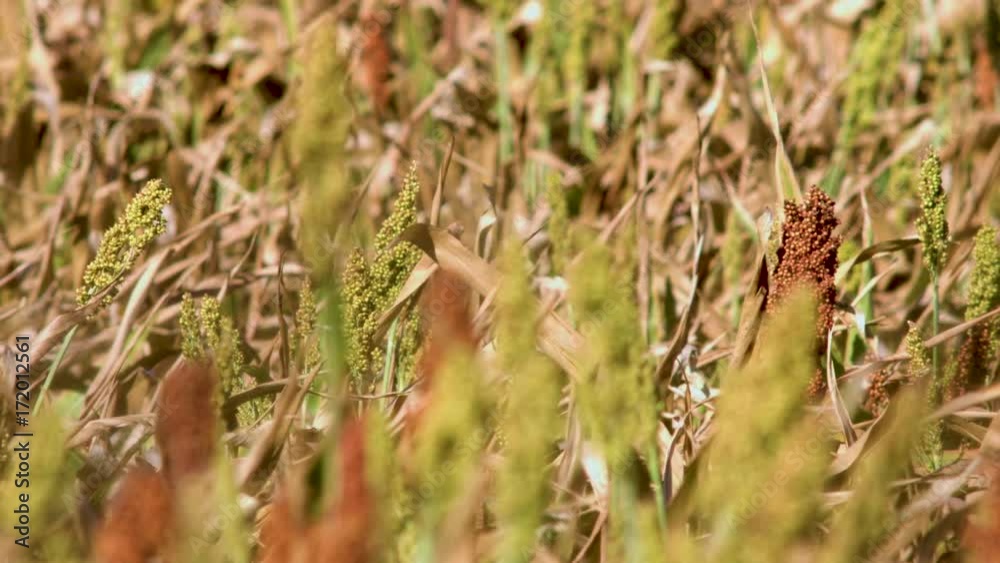 A field of sorghum plants blow in a gentle breeze and then a roll focus to plants in the foreground A field of sorghum plants blow in a gentle breeze and then a roll focus to plants in the foreground