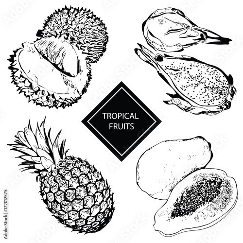 Collection of fruits and berries in hand-drawn graphics. Vector illustration of tropical fruits durian, pineapple, papaya and pitaya