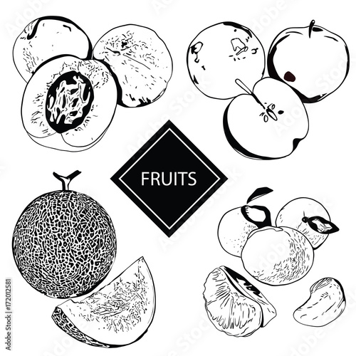 Collection of fruits and berries in hand-drawn graphics. Vector illustration of a peach, apple, melon and mandarin