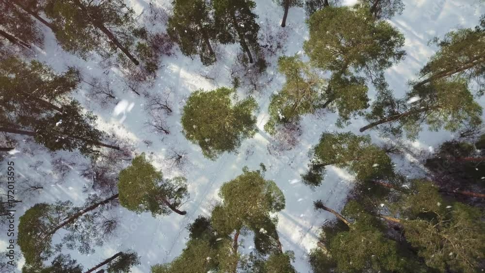 Aerial image from the top of snowy forest. Snowflakes and first snow. Aerial image from the top of snowy forest. Snowflakes and first snow.