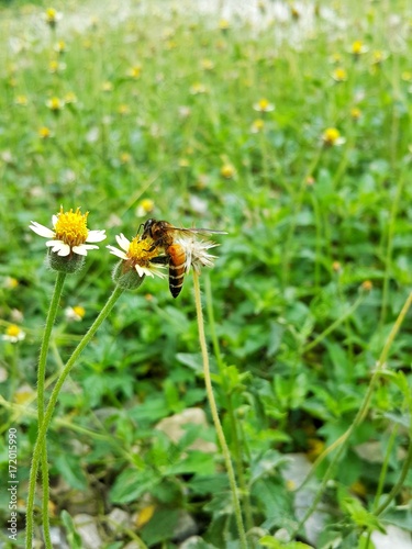 bee fly on yellow and white little flower naturally occur happens naturally.