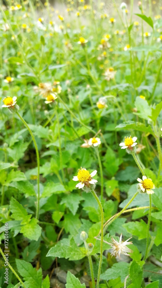 yellow and white little flower naturally occur happens naturally. yellow and white little flower naturally occur happens naturally.