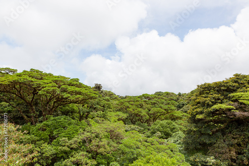 Lush trees rainforest canopy Monteverde Costa Rica