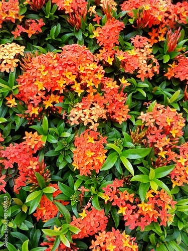 The Ixora plant is loved by many because it produces clusters of star-shaped flowers all year round.