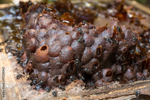 Australian Native Stingless beehive photo