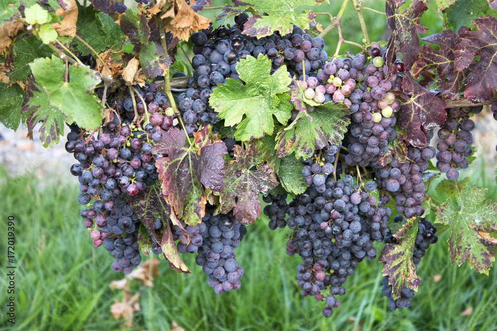 Purple Grapes on a Vine at a Winery