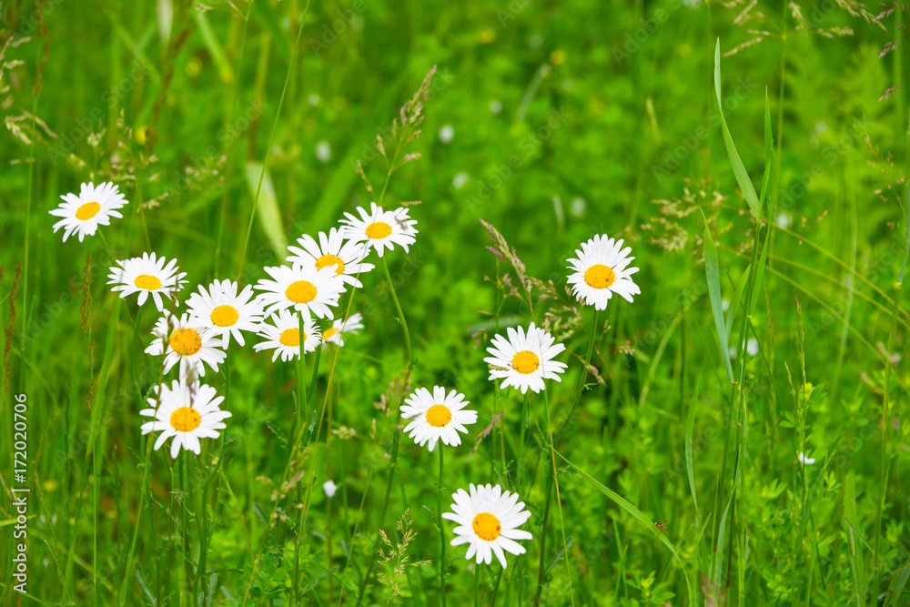 Close Up Group of Daisies Growing Wildly in Spring Green Grass Close Up Group of Daisies Growing Wildly in Spring Green Grass