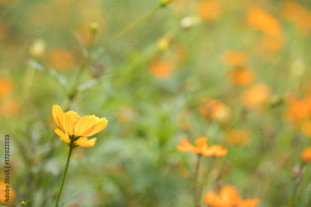 Yellow flower with sunset and sun rays background Yellow flower with sunset and sun rays background