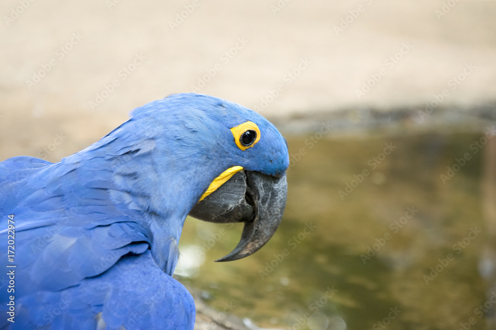Obraz premium Arara Azul