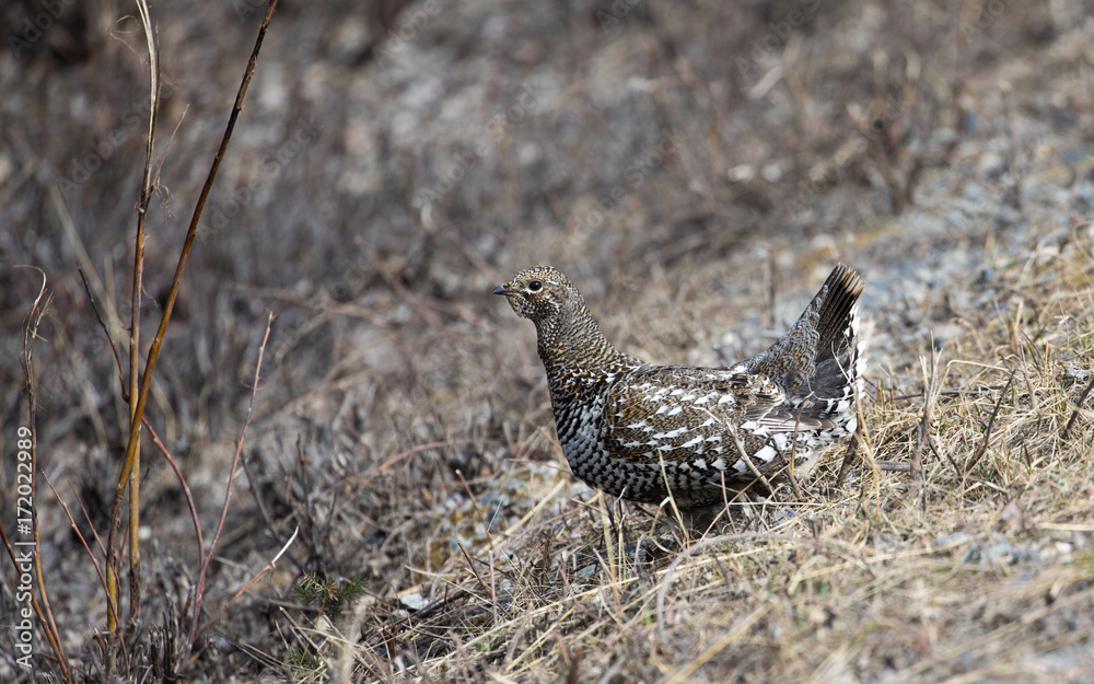 Spruce Grouse Hen Spruce Grouse Hen