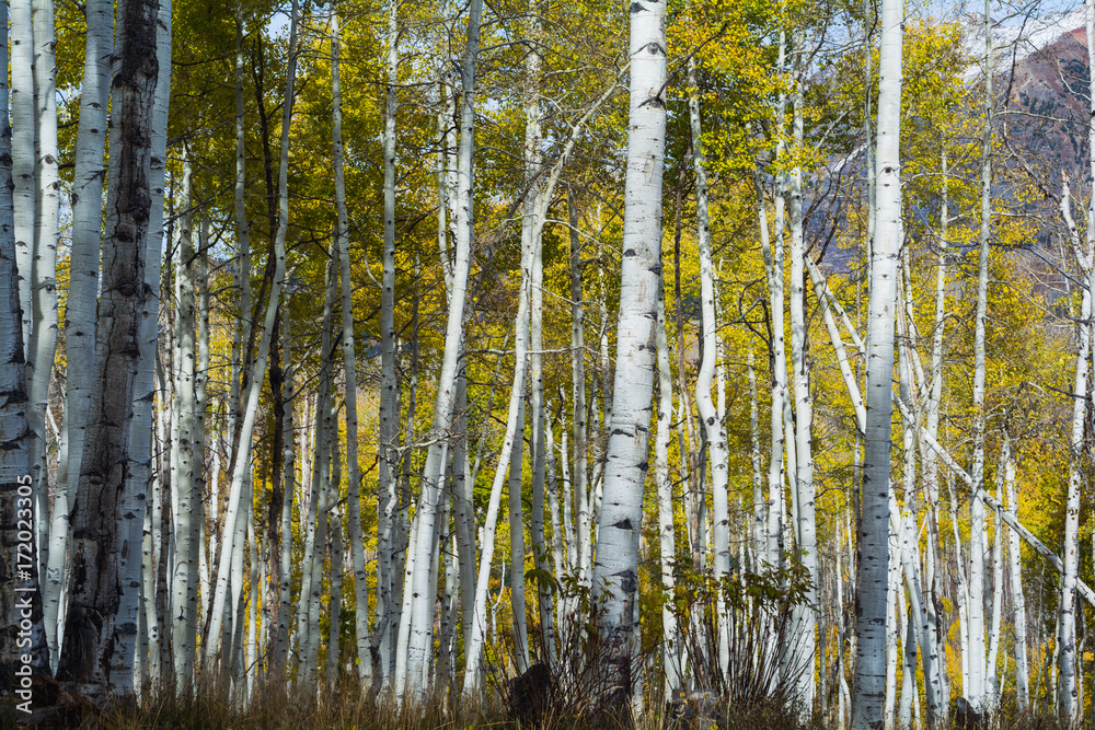 Kebler Pass, CO Aspen Changing Color Gold, Autumn Kebler Pass, CO Aspen Changing Color Gold, Autumn