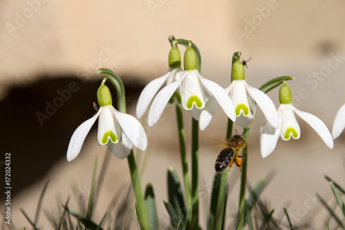 snowdrops with a bee