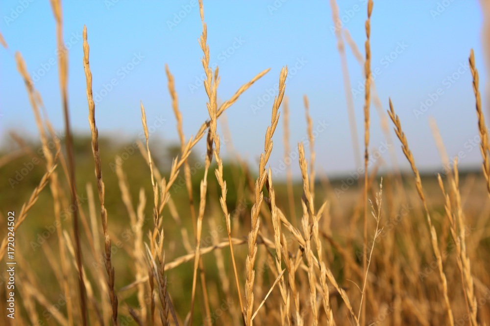 Fototapeta premium ears of grass field of heaven