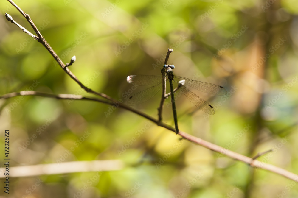 Sunshine Falling on the Blue Eyes of the Sweetflag Spreadwing Damselfly. Sunshine Falling on the Blue Eyes of the Sweetflag Spreadwing Damselfly.