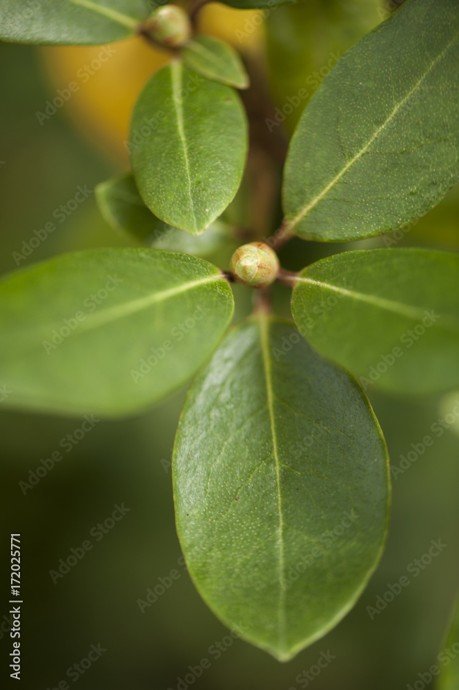 Azalea Leaves and Bud. The buds form in the summer and bloom in the spring. Azalea Leaves and Bud. The buds form in the summer and bloom in the spring.