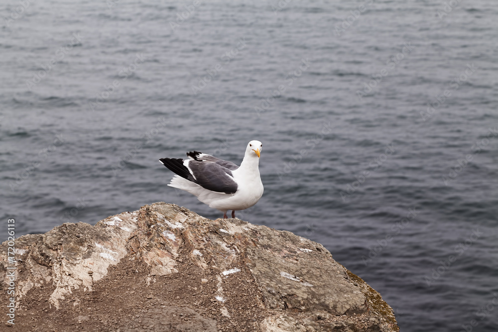 Lone Seagull Standing On Rock Looking At Camera Lone Seagull Standing On Rock Looking At Camera