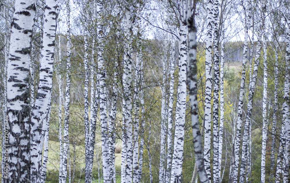 Fototapeta premium Birch autumn forest