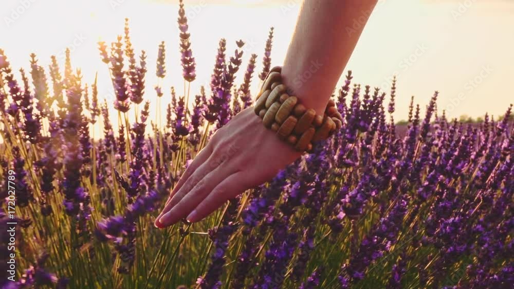 Close-up of woman's hand running through sunny lavender field. SLOW MOTION 120 fps. Girl's hand touching purple lavender flowers closeup. Plateau Valensole, Provence, South France, Europe. Lens Flare
