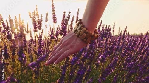 Close-up of woman's hand running through sunny lavender field. SLOW MOTION 120 fps. Girl's hand touching purple lavender flowers closeup. Plateau Valensole, Provence, South France, Europe. Lens Flare