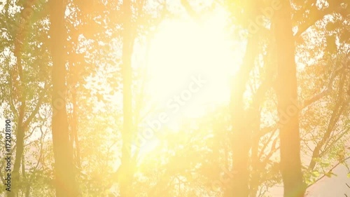 Sunshine bounces off the waters of a loch, shining through the trees