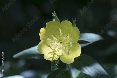 beautiful evening primrose