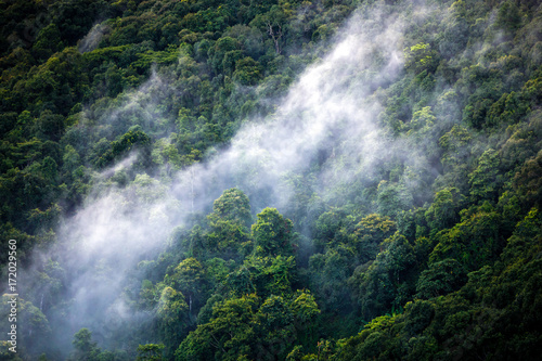 mist cover green forest