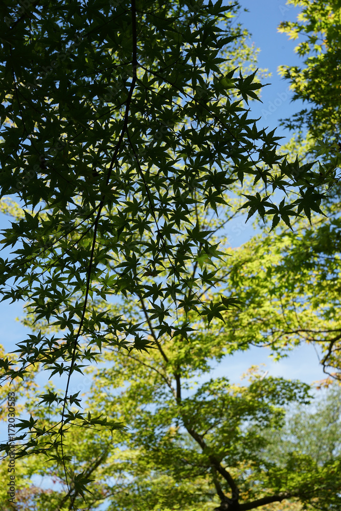 楓 楓