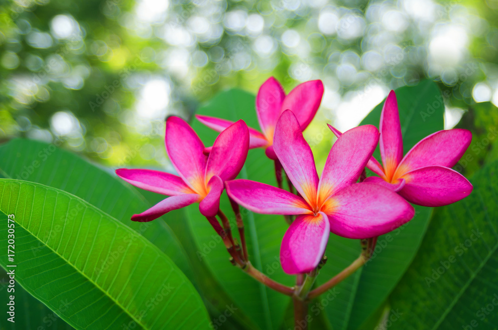 Pink frangipani flowers, green leaves, the background is a natural light bokeh. Pink frangipani flowers, green leaves, the background is a natural light bokeh.