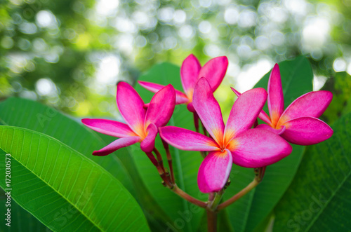 Pink frangipani flowers  green leaves  the background is a natural light bokeh.