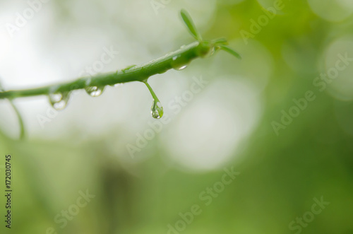 Many drops of water are on green leaves after rain.The background is a natural bokeh.