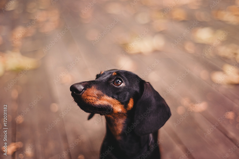 Dachshund puppy looking up with beautiful autumn bokeh background Dachshund puppy looking up with beautiful autumn bokeh background