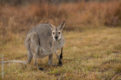 Wallaby in the rain