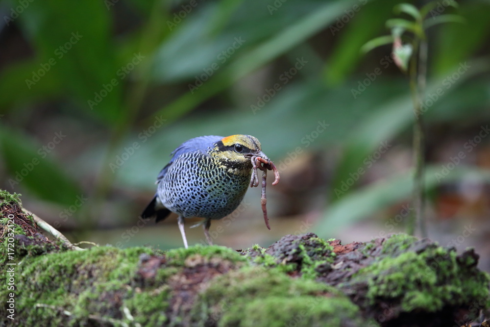 Obraz premium Blue pitta (Hydrornis cyaneus) in Khao Yai National Park, Thailand
