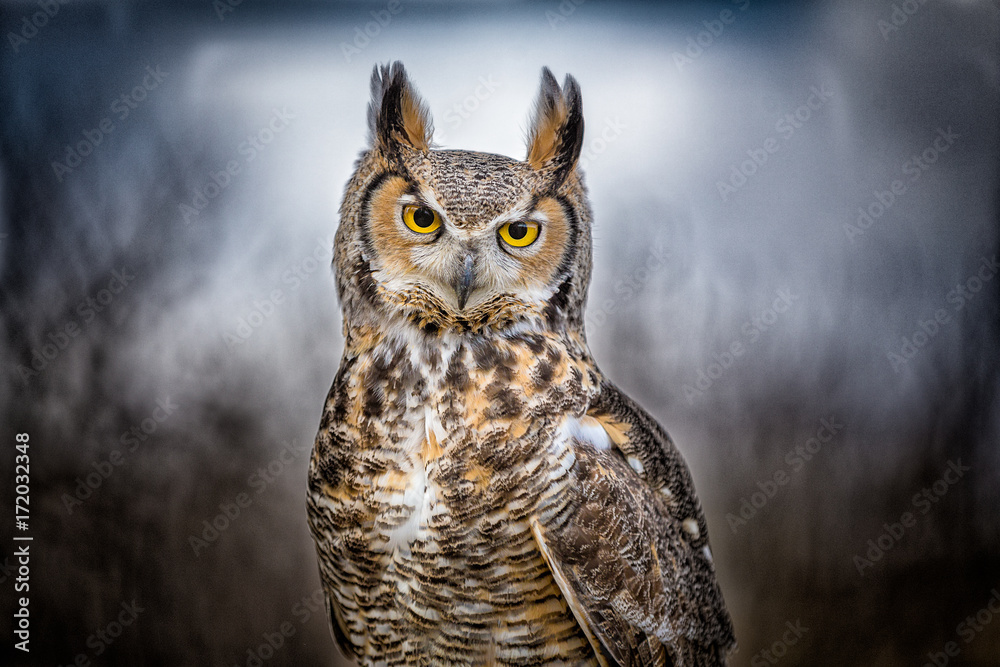 Great Horned Owl closeup