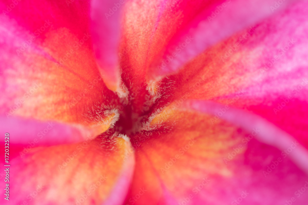 Close up Pink Frangipani flower, macro