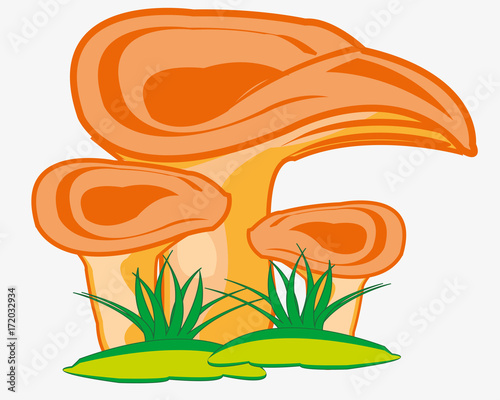 Fungus mushroom in herb