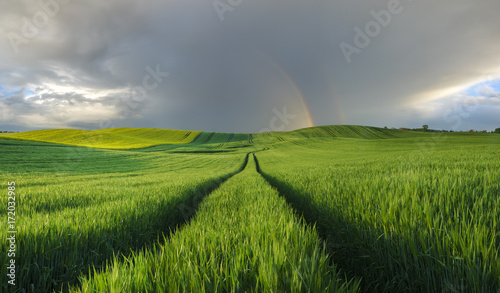 rainbow over a green field