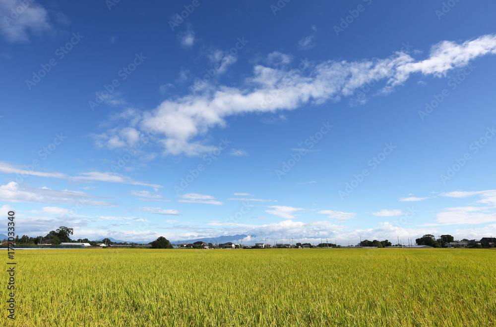稲穂と秋の空 稲穂と秋の空