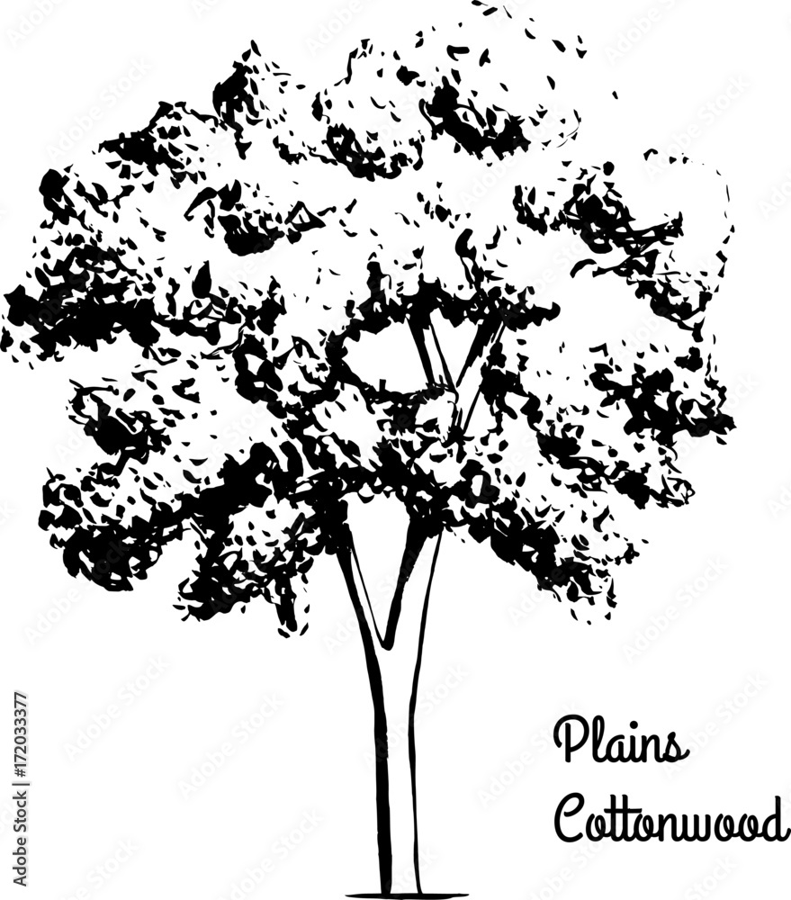 Stockvector Vector sketch illustration of Plains Cottonwood. Black